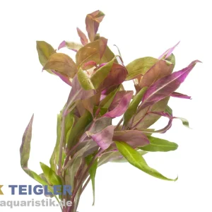 Pinkes Papageienblatt, Althernanthera rosaefolia, Bund Expressversand